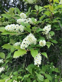 Wild chokecherries Photo: Mary S. Landon