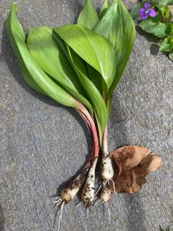 Wild leeks Photo: Peggy Warwick