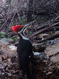 Woodpecker woods Photo: Wesley Ives