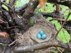 Blue egg nest Photo: Tracy Jones