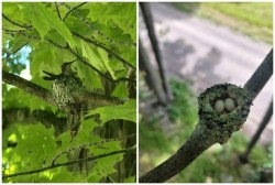 Hummingbirds Photo: Travis Mattison