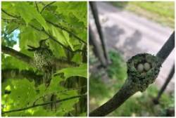 Hummingbirds Photo: Travis Mattison