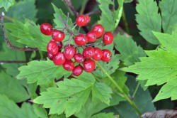 Red baneberries Photo: Judy Sweet