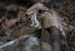 Fledgling thrush Photo: Tig Tillinghast