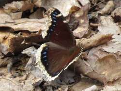 42_Mourning_Cloak.jpg