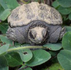 Turtle Photo: Frank Kaczmarek