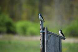 Swallows Photo: Deena Frankel