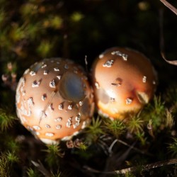 Amanita in Sunlight Photo: AM Dannis