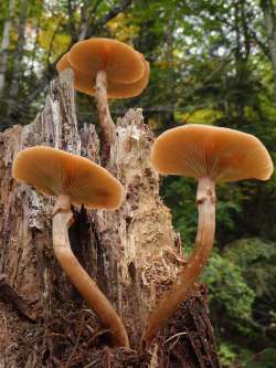 Mushrooms Photo: Frank Kaczmarek