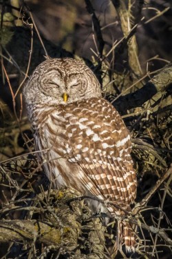 Barred Owl Sun Photo: Laurie Dirkx