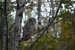 Barred owl Photo: Lonnie Jandreau