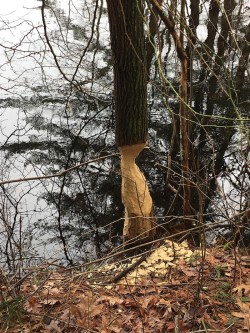 Beaver sculpture Photo: Janice Muehlberg