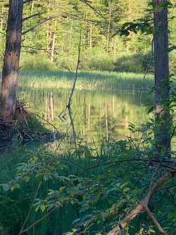 Beaverpond Photo: Prudence Wholey