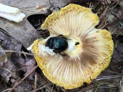 Beetle mushroom Photo: Pam Landry