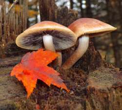 Brick top mushrooms Photo: Frank Kaczmarek