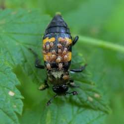 burying beetle Photo: AM Dannis