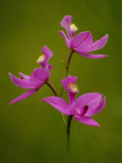 Calopogon Photo: Charlie Schwarz