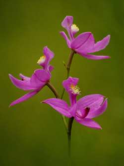 Calopogon Photo: Charlie Schwarz