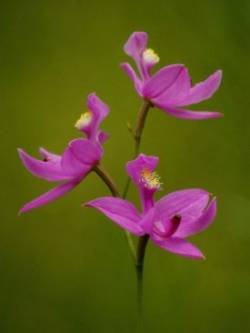 Calopogon Photo: Charlie Schwarz