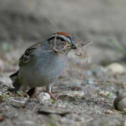 Chipping sparrow Photo: Amy Quist