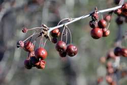 Crabapples Photo: Judy Sweet