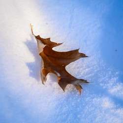 Resting leaf Photo: Sandy Dannis