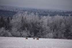 Deer Photo: Lonnie Jandreau