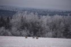 Deer Photo: Lonnie Jandreau