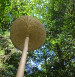 Mushroom Photo: Frank Kaczmarek