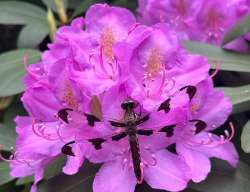 Dragonflies on flowers Photo: Jake Kritzer