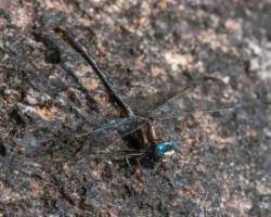 Dargonfly Gorga Photo: Frank Gorga