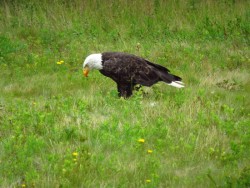Eagle Feeding Photo: Nate Rosebrooks