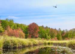 Fall foliage Photo: Karinne Heise