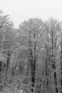 First Snowfall Photo: Jennifer Edmondson