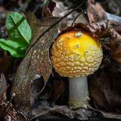 Fly agaric Photo: AM Dannis