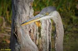 Great blue heron Photo: Jennifer Cummings