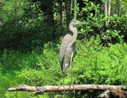 Great blue heron Photo: Richard Philben