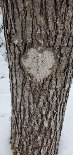 Heart in the woods Photo: Susan Lichty