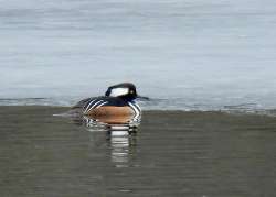 Hooded merganser Photo: Karinne Heise