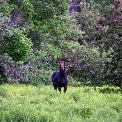 Moose Photo: Sandy Dannis