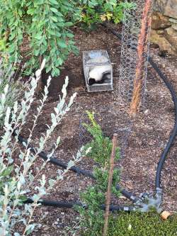 Skunk trap Photo: Bill Arnold