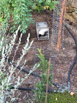 Skunk trap Photo: Bill Arnold