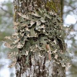 Lungwort Lichen Photo: AM Dannis