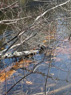 Otter Photo: Dave Thompson