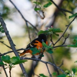 Baltimore Oriole Photo: Jennifer Curran-Wage