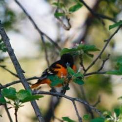 Baltimore Oriole Photo: Jennifer Curran-Wage