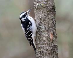 Hairy woodpecker Photo: Sheri Larsen