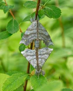 Mating moths Photo: Mark Geoffroy