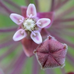 Milkweed Flower Photo: AM Dannis