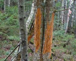 Moose scrapings Photo: Sheri Larsen